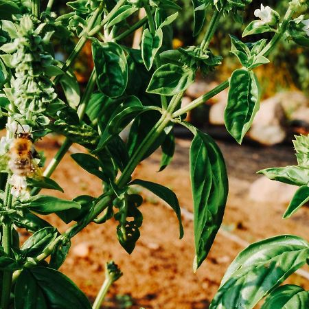 Gospodarstwo Agroturystyczne Anielin Okonek Dış mekan fotoğraf
