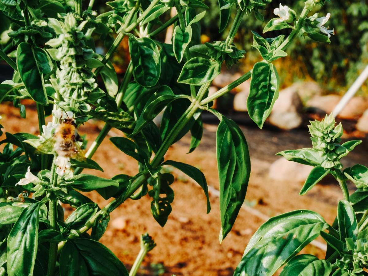 Gospodarstwo Agroturystyczne Anielin Okonek Dış mekan fotoğraf