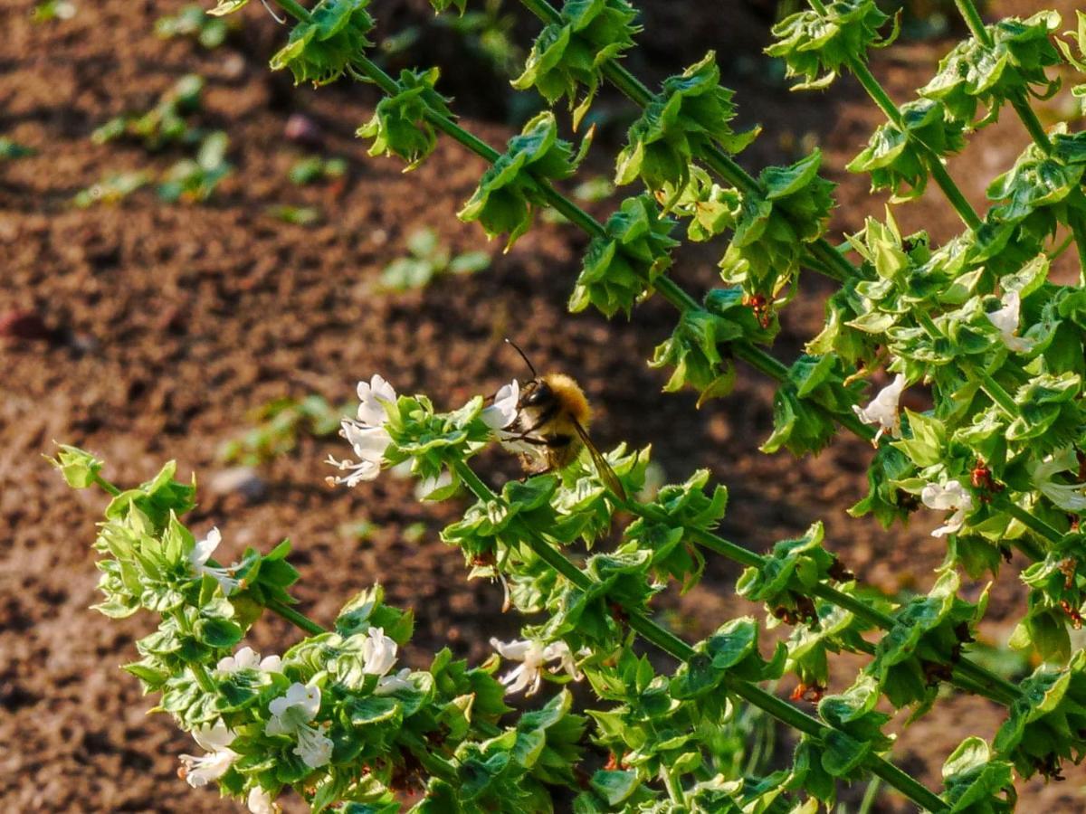 Gospodarstwo Agroturystyczne Anielin Okonek Dış mekan fotoğraf