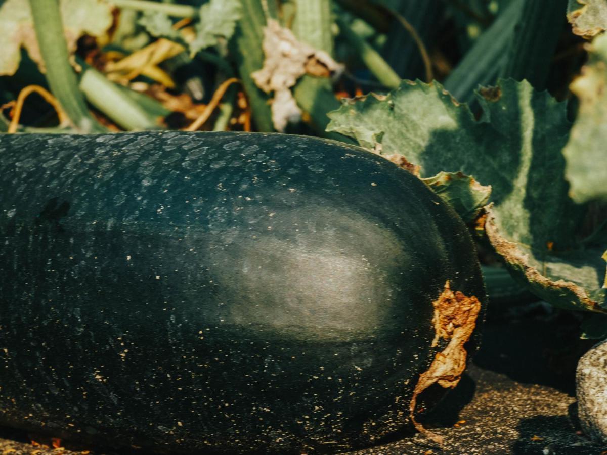 Gospodarstwo Agroturystyczne Anielin Okonek Dış mekan fotoğraf