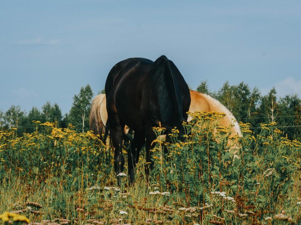 Gospodarstwo Agroturystyczne Anielin Okonek Dış mekan fotoğraf