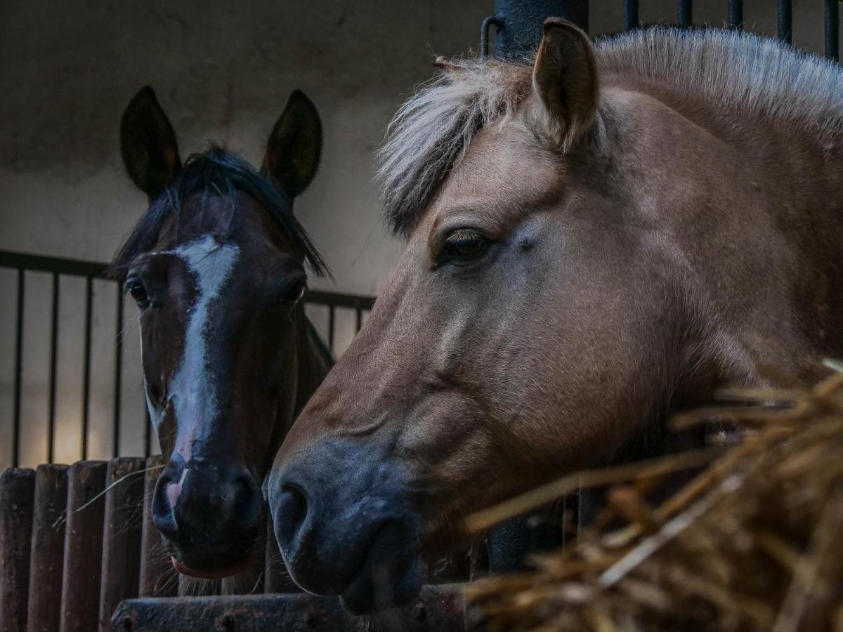 Gospodarstwo Agroturystyczne Anielin Okonek Dış mekan fotoğraf